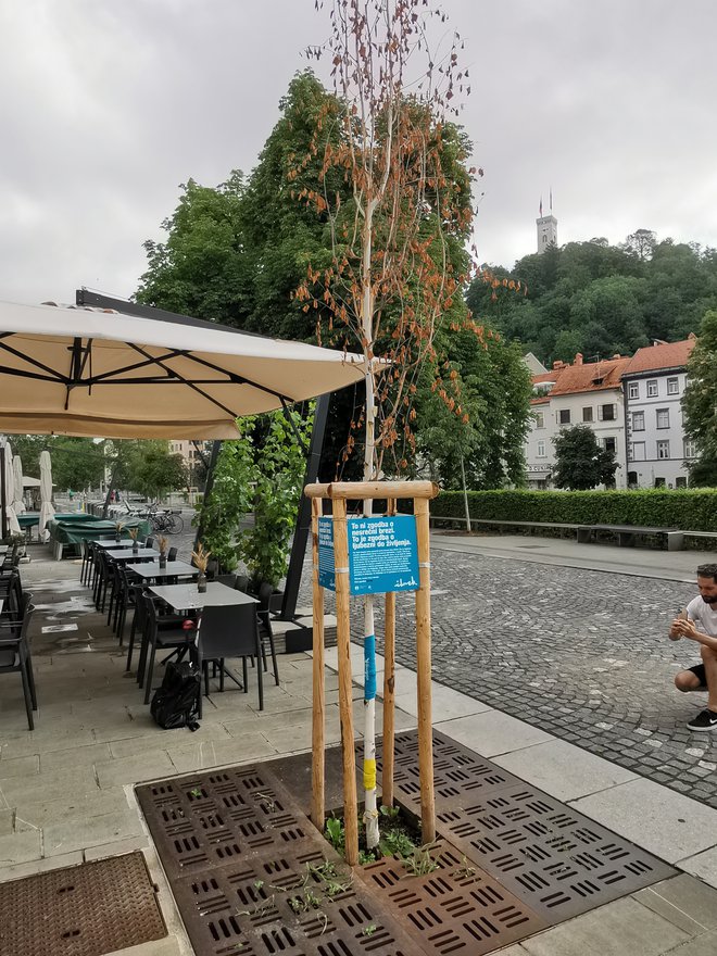 Pred tedni so neznanci na Bregu ob Ljubljanici, na območju peš cone brutalno poškodovali mlado brezo Foto Mol
