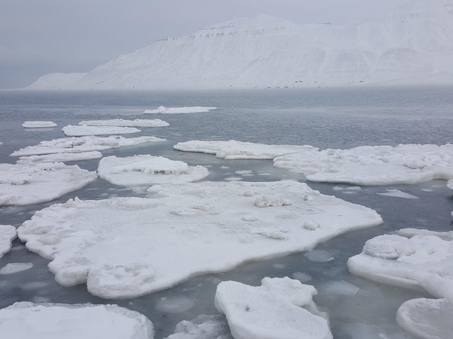 Morski led se krči. FOTO: Maja Prijatelj Videmšek
