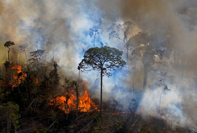 Dvanajst odstotkov vrst prostoživečih (negojenih) dreves ogroža netrajnostno gozdarstvo. FOTO:&nbsp;Carl De Souza/Afp
