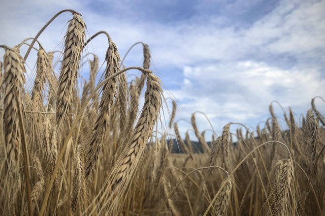 Žetev pšenice v vasi Brezje pri Grosupljem. FOTO: Jure Eržen/Delo
