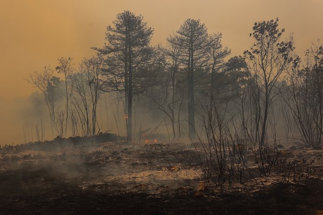 Požar na krasu, Selo in Kostanjevica na Krasu. FOTO: Črt Piksi/Delo
