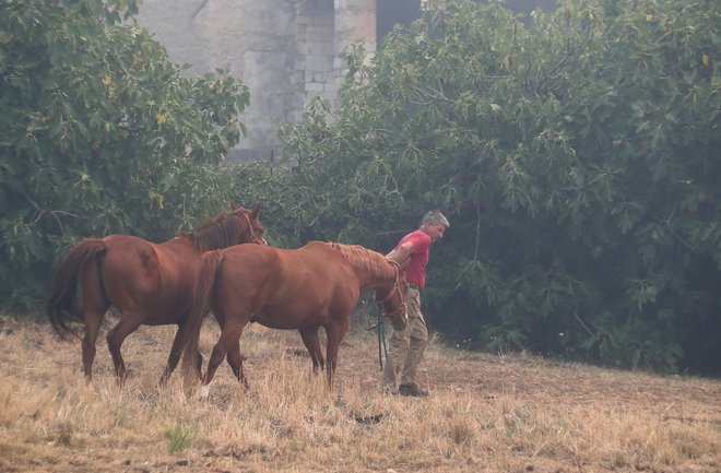 Z ogroženih območij so morali evakuirati tudi domače živali. FOTO:&nbsp;Dejan Javornik
