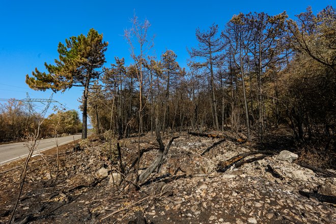 Za zdaj še vedno velja ob začetku požara razglašeno izvajanje državnega načrta za zaščito. FOTO: Črt Piksi/Delo
