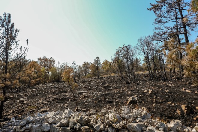 Pepel je gnojilo in rastlinice bodo to znale izkoristiti, gozdovi pa bodo za obnovo potrebovali dlje časa. FOTO:&nbsp;Črt Piksi
