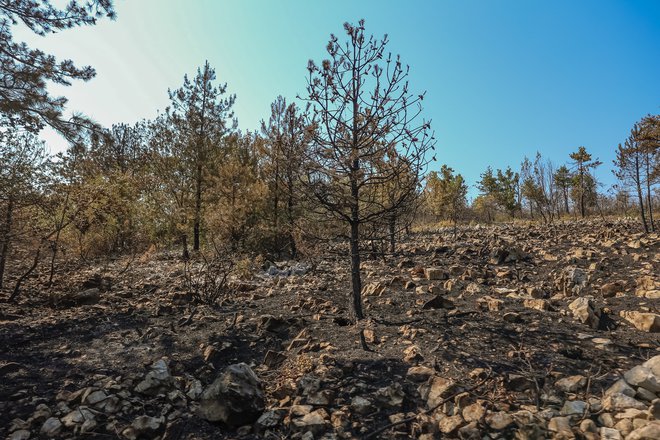 Norme in predpisi so pri nas verjetno podobni kot v sosednji Italiji. Najbrž je v Sloveniji nadzora manj in ljudi ni toliko strah posledic. Kostanjevica na krasu FOTO: Črt Piksi
