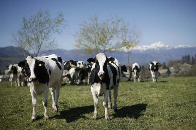 Slovensko kmetijstvo bi po mnenju kmetijskega sindikata moralo temeljiti na živinoreji. FOTO: Jure Eržen/Delo
