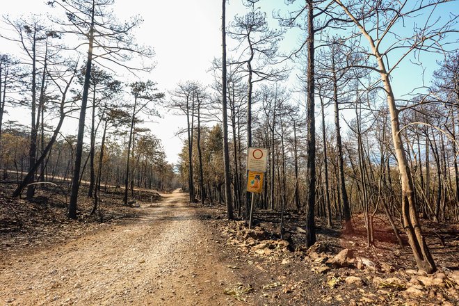 Po prvih ocenah je bilo uničenih okoli 3600 hektarjev gozdov in drugih zemljišč. FOTO: Črt Piksi/Delo
