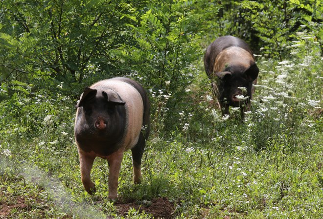 Biodinamična kmetija pri Kamnarjevih v Volčjem gradu. FOTO: Igor Zaplatil/Delo 
