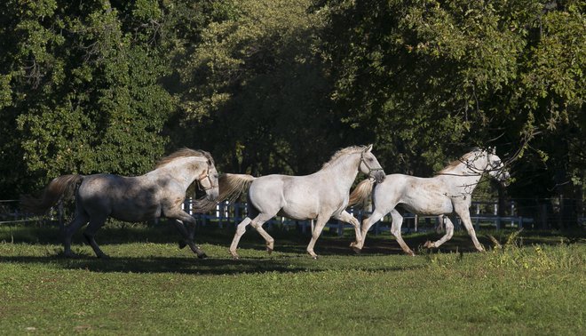 Nisem romantik, a uradni start kroga sem prestavil zaradi lipicancev, ki so se pasli za belo leseno ograjo. FOTO: Jože Suhadolnik/Delo
