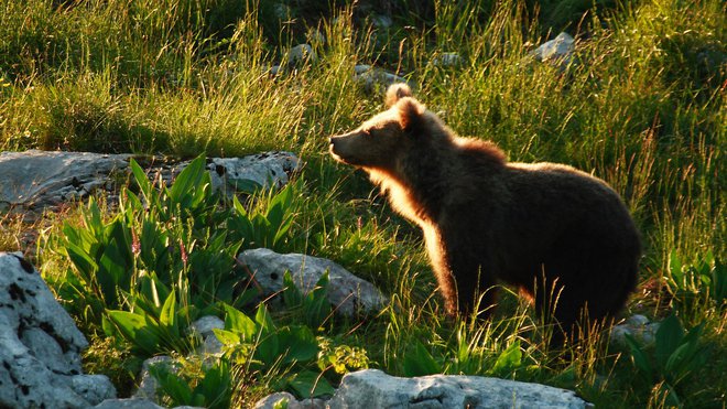 Od izdaje dovoljenja do 10. avgusta je bilo odstreljenih 139 od 222 predvidenih medvedov. FOTO: Miha Krofel
