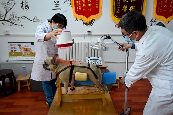 Kuža na akupunkturi in fizioterapiji na kliniki za živali v Pekingu.&nbsp; Vse več živali je na Kitajskem prijavljenih na tradicionalno medicino, saj je oskrba po besedah njihovih gospodarjev manj invazivna in ima manj stranskih učinkov kot konvencionalno zdravljenje. Foto: Wang Zhao/Afp

&nbsp;
