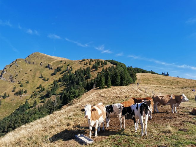 Porezen je priljubljena planinska točka na Primorskem. FOTO: Anja Intihar/Delo
