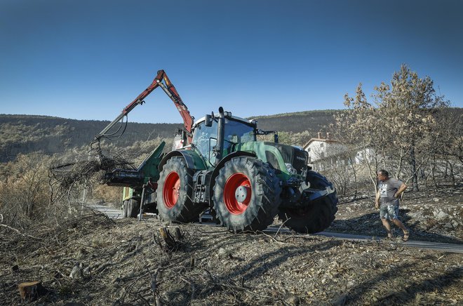 V nekaj desetletjih bo Kras spet gozdnat, nekateri pa bi pohiteli. FOTO: Jože Suhadolnik/Delo
