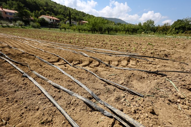 Brez namakanja v kmetijstvu ne gre. A če ni vode za namakanje, se vse posuši.&nbsp;FOTO:&nbsp;Črt Piksi
