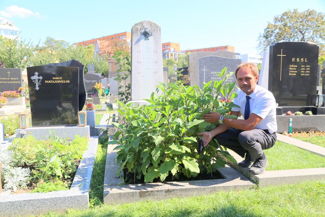 Walter Pois z zelenjavnim vrtom na zapuščenem grobu družine Fradinger. FOTO: Milan Ilić
