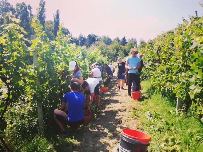 Na Štajerskem je za malenkost bolje. Foto Oste Bakal
