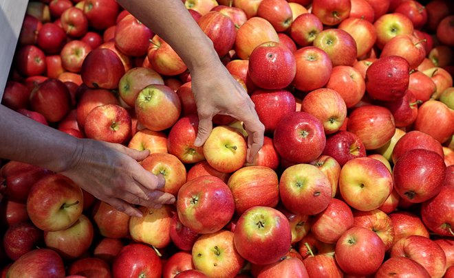 Svetovni pridelek jabolk bo letos manjši za deset odstotkov. FOTO:&nbsp;Blaž Samec/Delo
