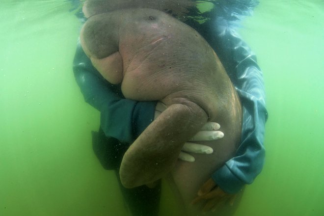 Dugong je ljubka, počasna žival, ki lahko živi do sedemdeset let. FOTO: Sirachai Arunrugstichai/AFP
