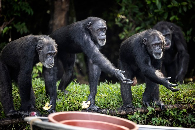 Primati se med sabo zelo razlikujejo, prav tako pa se od njih razlikujemo ljudje, zato je naivno, da imamo vedenje ene ali druge vrste opic za &raquo;naravnejše&laquo;. Foto John Wessels/AFP

