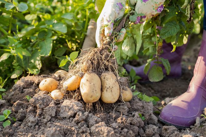 Žlahtnjenje krompirja je še posebej zahtevno, ker ima rastlina zelo zapleteno gensko sestavo. FOTO: Shutterstock
