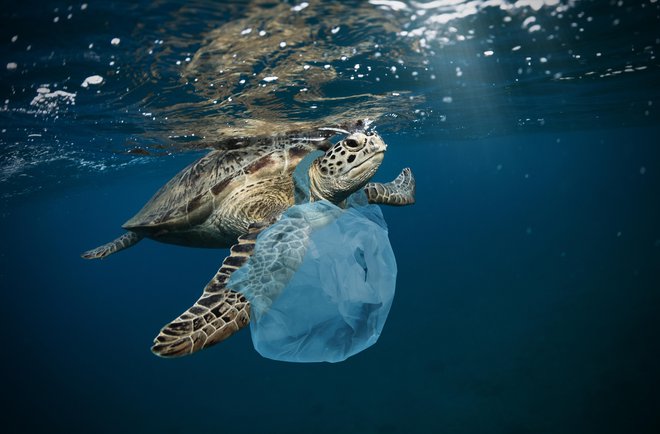 V EU vsako leto v morjih konča od 150.000 do 500.000 ton plastičnih odpadkov. Med njimi prevladujejo izdelki za enkratno uporabo. FOTO: Shutterstock
