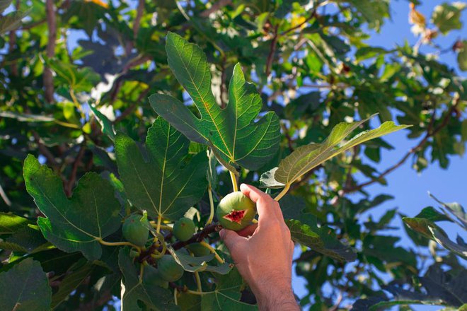 Fige so&nbsp;slastni plodovi listavcev iz rodu fikusov, so že več stoletij del človekove prehrane. FOTO: Arhiv Polet/Shutterstock
