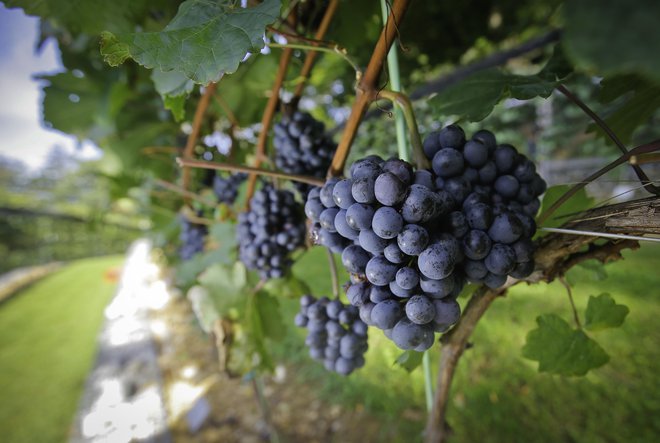 Izpostaviti je treba tudi, da grozdje upočasnjuje staranje, predvsem zato, ker vsebuje polifenole, kot je vse bolj znani resveratrol. FOTO:Jože Suhadolnik/Delo
