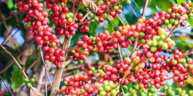 Ker vsi plodovi ne dozorijo hkrati, jih za vrhunsko kavo obirajo ročno in posamično. FOTO: Shutterstock
