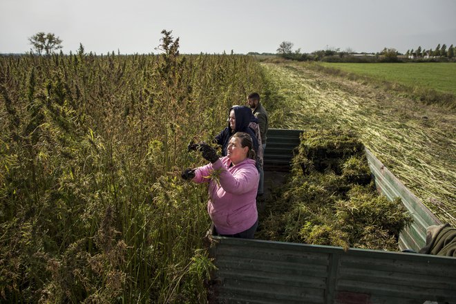 Nekoč je bila Jugoslavija ena večjih pridelovalk konoplje, nato pa je prišla prohibicija. FOTO: Voranc Vogel/Delo
