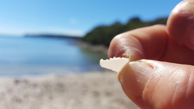 Organizmi v morju plastične koščke pojedo.&nbsp;FOTO: Borut Tavčar/Delo
