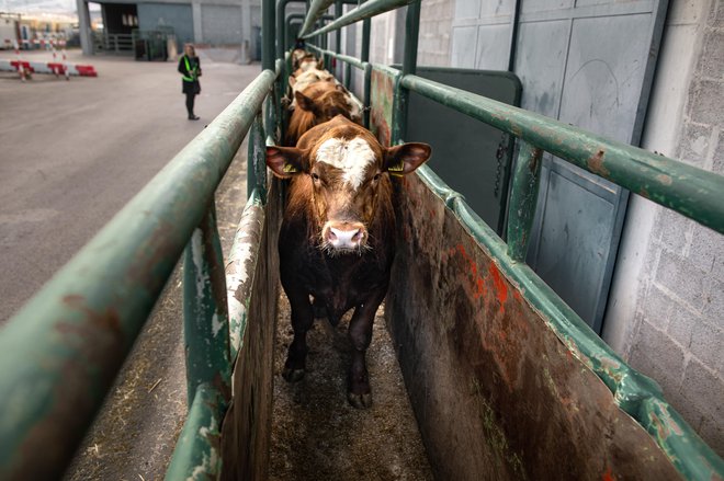 Znanstvena mnenja se nanašajo na več vrst rejnih živali: drobnico, kopitarje, govedo, prašiče ter živali, ki se prevažajo v kletkah. FOTO:&nbsp;Voranc Vogel/Delo
