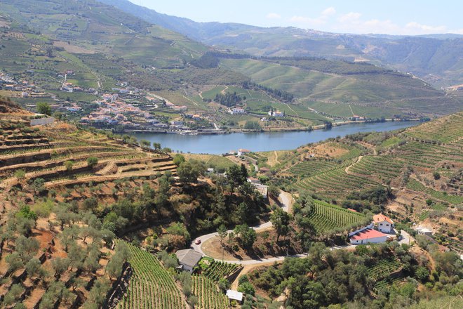 V dolini reke Douro gojijo okoli 180 različnih sort grozdja. FOTO: Barbara Zimic
