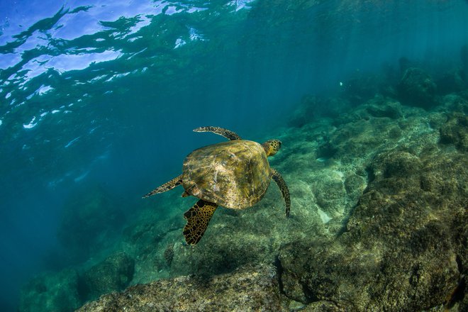 Obnova morskih ekosistemov ni zgolj znanstveni ali ekološki proces. Da bo lahko uspešna, je treba najprej ustaviti antropogene pritiske, pravijo raziskovalci. FOTO: Shutterstock
