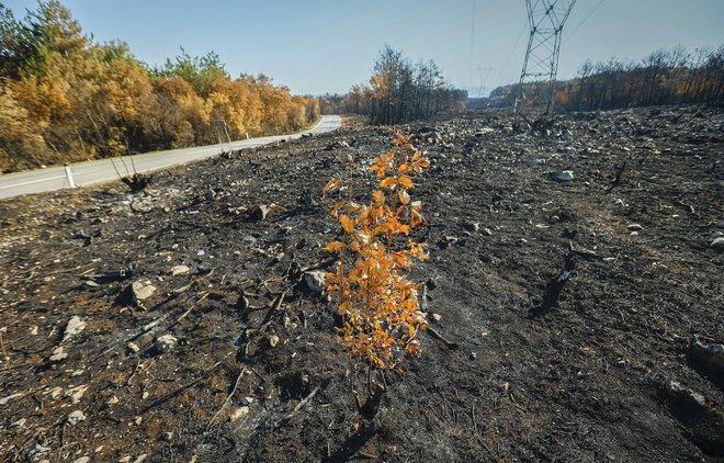 V sanacijskem načrtu za Kras so predvideni ukrepi za obnovo gozdov, prizadetih v julijskem požaru, in njihovo zaščito. FOTO: Jože Suhadolnik/Delo
