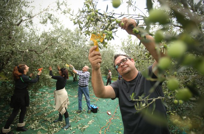 Danes se tudi uradno začenja letošnja oljkarska sezona. Na fotografiji obiranje oljk v oljčniku družine Jenko v eni od preteklih sezon.

Fotografije Jure Eržen
