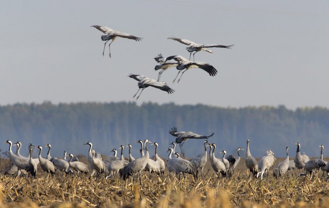 Žerjavi na koruznem polju severno od Minska v Belorusiji. FOTO: Vasilj Fedosenko/Reuters
