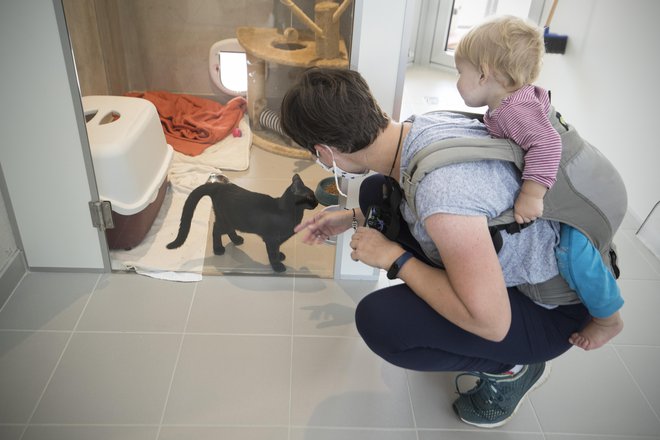 V nedeljo bodo pripravili dan odprtih vrat, ko si bomo lahko ogledali živali in spoznali delovanje zavetišča. Foto Jure Eržen
