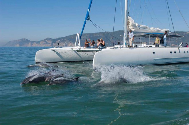 Družina delfinov, ki se ves čas zadržuje v bližini Setubala, se rada zabava v družbi ljudi na različnih plovilih. FOTO: arhiv mesta Setubal
