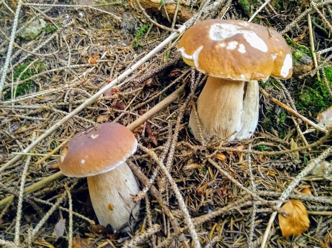 Opažajo tudi povečano zanimanje za manj poznane vrste gob, in ne zgolj za jurčke in lisičke. FOTO: Miha Šimnovec
