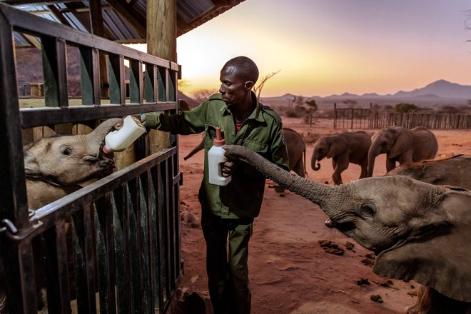 Oskrbnik slona med zgodnjim jutranjim hranjenjem daje mladiču obogateno mleko s pomočjo stekleničke v svetišču slonov Reteti v kenijskem parku Namunyak Wildlife Conservancy. Zatočišče za slone je zaradi suše polno osirotelih in zapuščenih slonjih mladičev. Zaradi izsušene zemlje in presušenih vodnjakov je veliko slonjih mladičev izgubilo izčrpane matere ali pa so bili zapuščeni ali izgubljeni. Najhujša vzhodnoafriška suša v zadnjih 40 letih povzroča, da kenijske divje živali nimajo običajnih virov hrane in vode, hkrati pa se povečuje število konfliktov med ljudmi in divjimi živalmi. Zaradi hude suše milijoni ljudi niso le na robu lakote, ampak je ogrožena tudi bogata biotska raznovrstnost v regiji. FOTO: Luis Tato/AFP
