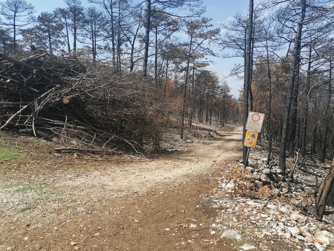 Zgorelo je prav to obsežno območje, na katerem je bilo obdelovanje in pašništvo opuščeno in razrasla se je gmajna, ki je v sušnem obdobju zelo dovzetna za samovžig. FOTO NATAŠA ČEPAR/DELO
