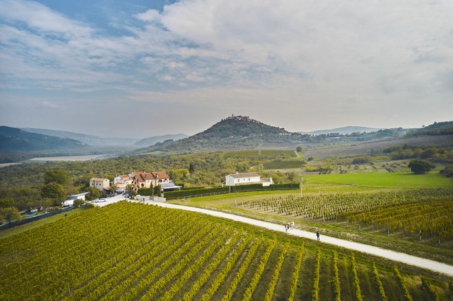 Pot z vinskimi in kulinaričnimi postojankami je vodila po Parenzani in stezicah čez griče, ki jih drugače težko odkriješ. FOTO: Merlo De Graia
