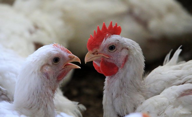 Omejitev uporabe antibiotikov pri živalih za proizvodnjo hrane do 39 odstotkov zmanjša obseg bakterij, odpornih proti antibiotikom. FOTO: Tadej Regent
