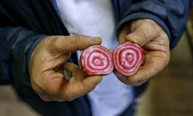 Rdeča pesa. FOTO:&nbsp;Blaž Samec
