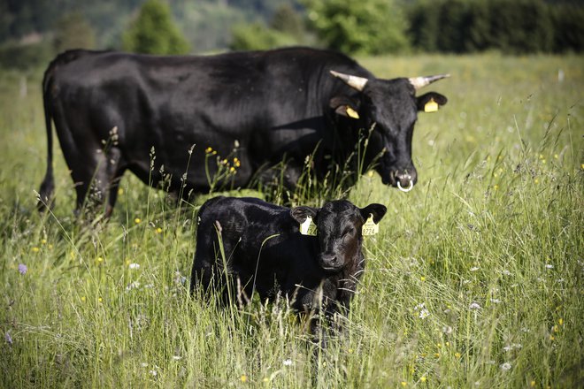 Uporaba antibiotikov pri rejnih živalih v Sloveniji je glede na druge države zelo nizka. Govedo na posestvu Bajer, ekološki kmetiji, v Viševku. FOTO: Uroš Hočevar/Delo
