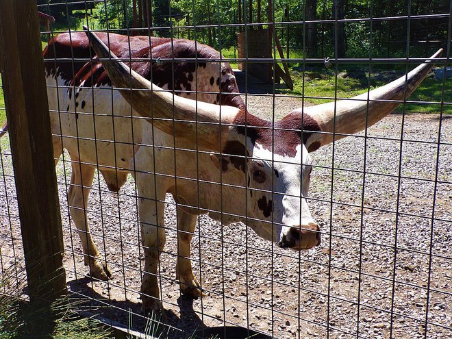 Najlepša iz pasme ankole. FOTO: Wikipedia
