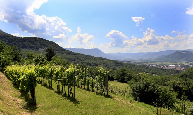 Slovenijo so izpostavili zaradi trajnostnega turizma in zaradi razvijanja gastronomskih in kolesarskih poti, ki vodijo do tudi do vinogradov.&nbsp;FOTO:&nbsp;Roman&nbsp;Šipič/Delo
