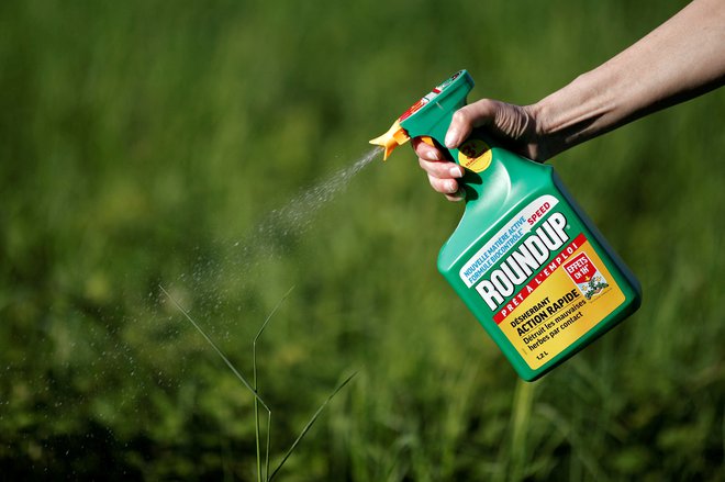 Srž polemik o glifosatu se vrti okoli vprašanja, ali je herbicid rakotvoren &ndash; to je, ali lahko pri ljudeh povzroči raka &ndash;, ali pa sploh ni škodljiv za zdravje. FOTO: Benoit Tessier/Reuters
