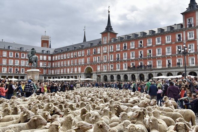 Ovce so se letos sprehodile tudi prek znamenitega trga Plaza Mayor. FOTO: Gašper Završnik&nbsp;
