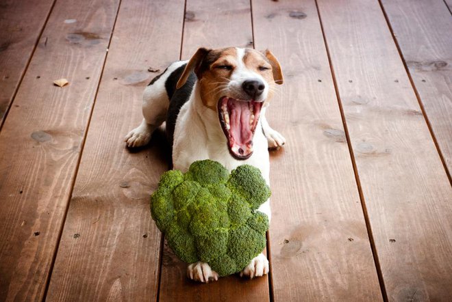 Morda ste že opazili, da je zamrznjen brokoli kašast, potem ko ga pogrejete. FOTO:&nbsp;Arhiv Polet/Shutterstock
